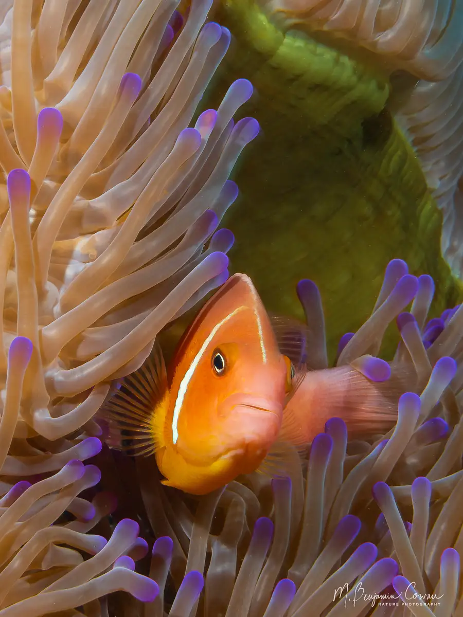 M. Benjamin Cowan Nature Photography