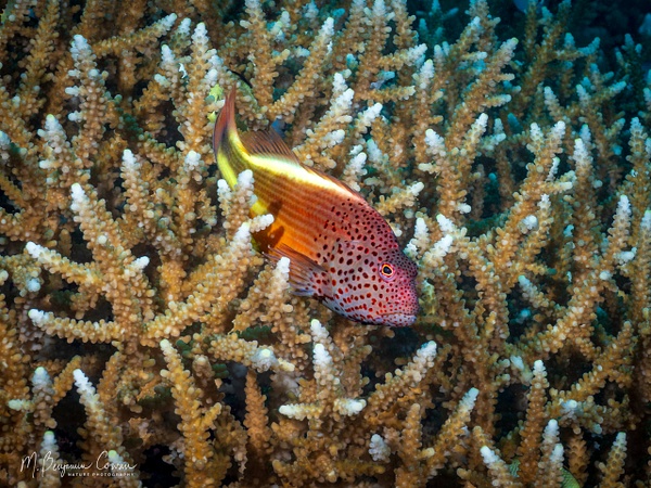 20260525_Fiji_UW_0160 - Fish Life - M. Benjamin Cowan Nature Photography