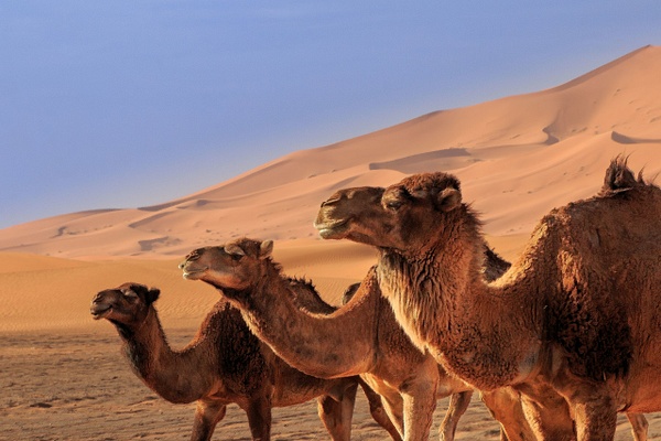 Three Wise Camels - Wildlife - Alan Barker 