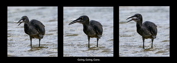Pacific Reef Heron_triptych-gxl-2s - Birds - Alan Barker