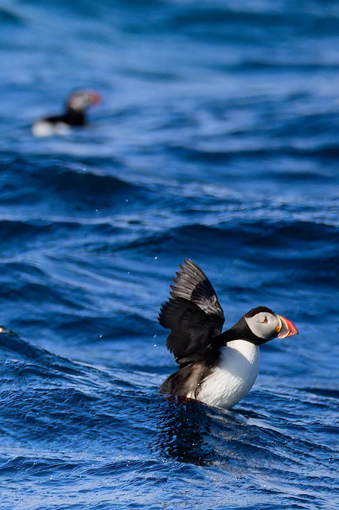 SMD Iceland Puffins RIB Boat 4-30-2024 1570-Edit-Edit