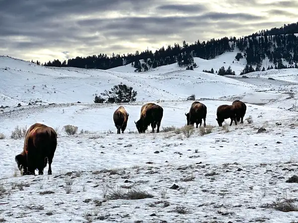 Bison Herd by Donna Elliot