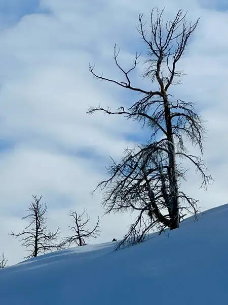 Winter Tree by Donna Elliot
