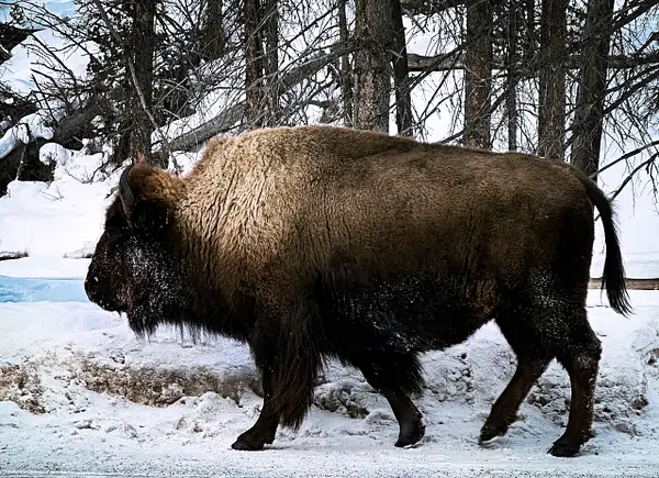 Bison by Donna Elliot