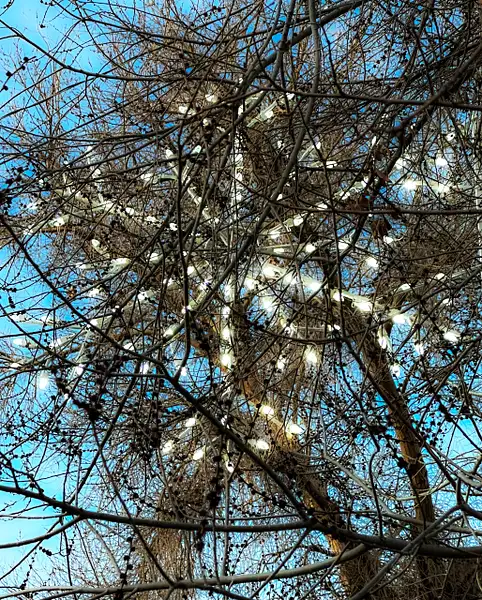 Street Snowflake Light by Donna Elliot