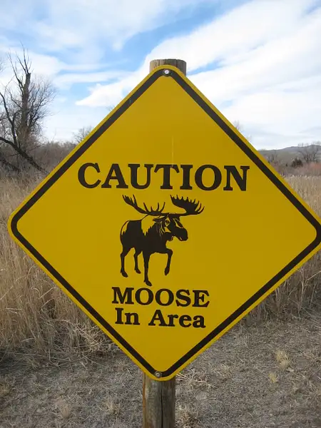 Moose by Donna Elliot