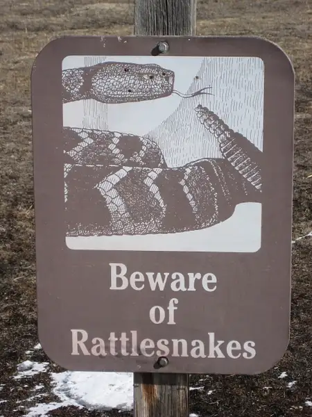 Rattlesnake 2 by Donna Elliot