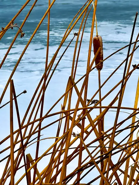 Reeds and Ice by Donna Elliot