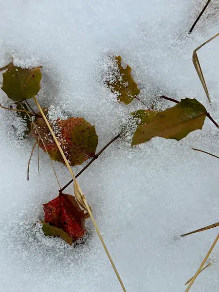 Winter Foliage3 by Donna Elliot