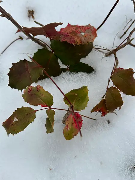 Winter Foliage2 by Donna Elliot