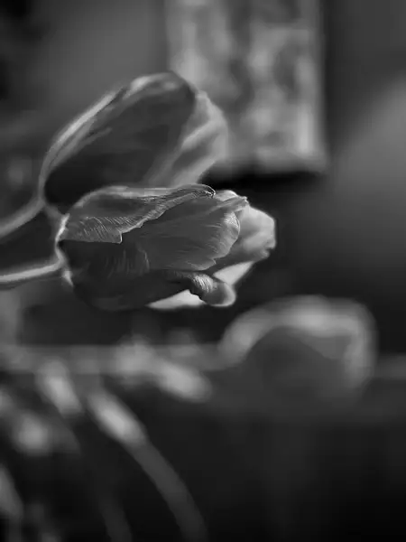B&W Tulips by Donna Elliot