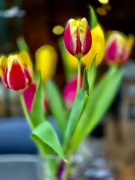 Tulips by Donna Elliot