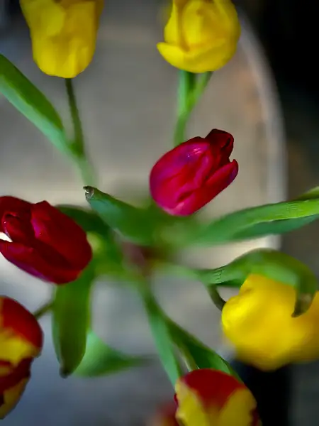 Tulips by Donna Elliot