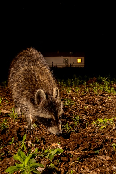 raccoon in yard - Wes Uncapher 