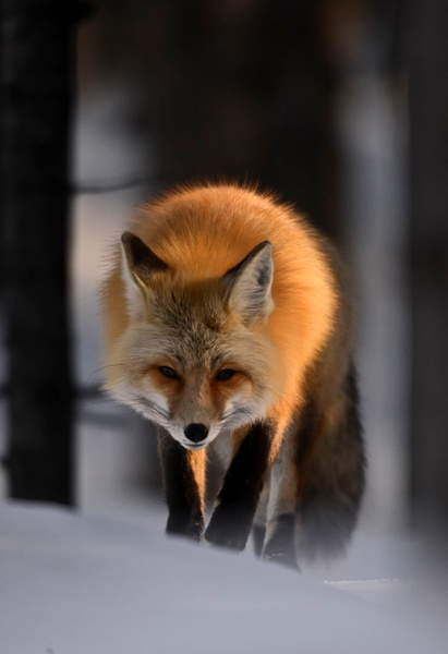 1T19 red fox - Wes Uncapher 