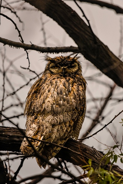 4m-great horned owl-234 - Wes Uncapher