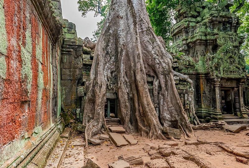 Trees growing out of the ruins at Ta Prohm, former temple near the city of Siem Reap, Cambodia
