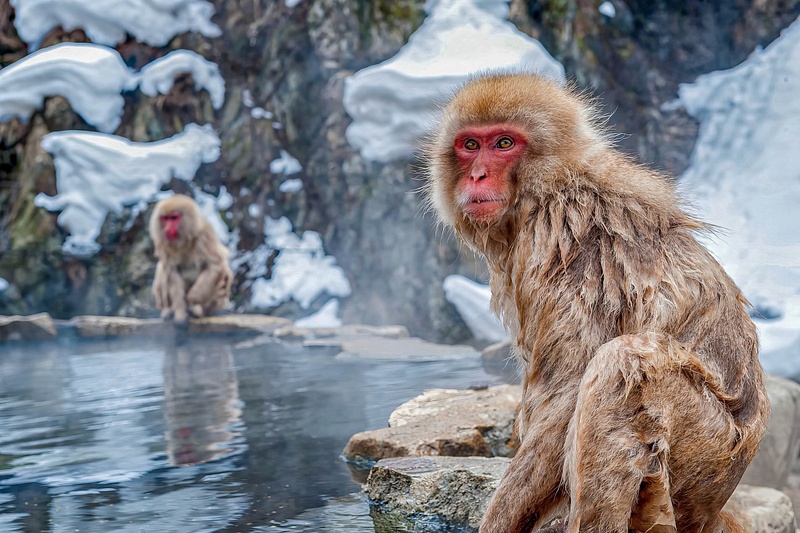 Snow Monkeys (wild Japanese macaques), Jigokudani Monkey Park in Yamanouchi, Japan