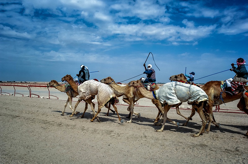 Camel Race, Doha, Qatar