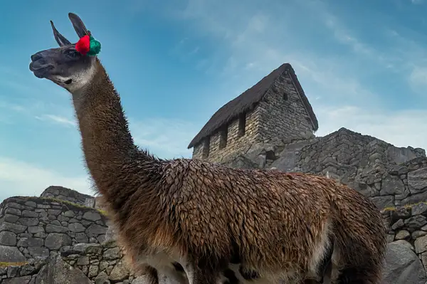 Llama keeping watch over the 'Lost City of the Incas',...