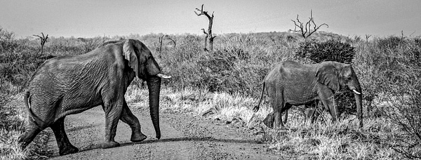 VP0O0065Africa07 PS-Edit - Black and White Images - Evan B. Siegel, Photography 