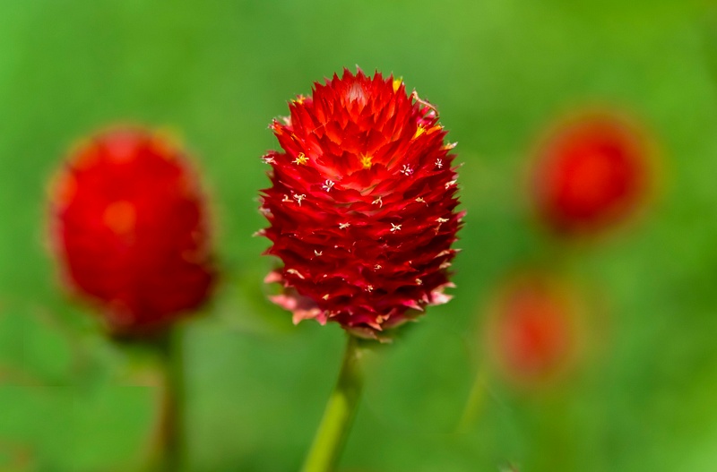 Strawberry Fields Globe Amaranth copy
