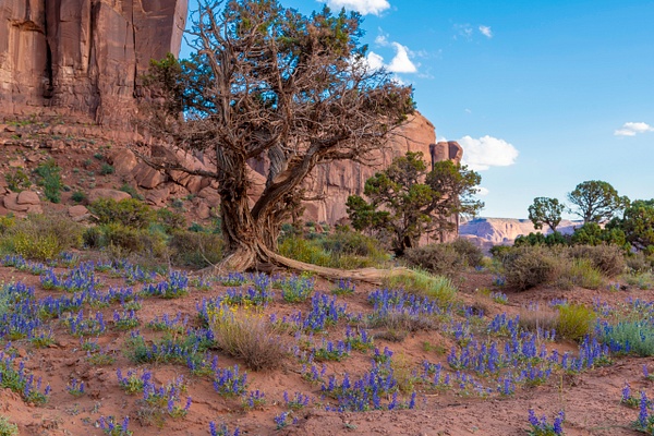 DesertTree and Flowers MV D851543 - NATURE - Norm Solomon Photography