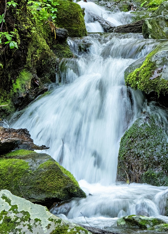 Smokies_5_8_2_485 copy