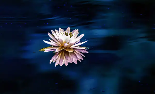 Water lilly_FULL_Eklund_6_26_24_136 copy by NormSolomon