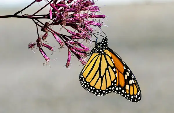 MONARCH_ONTARIO_2024_AUGUST_528 copy 2 by NormSolomon