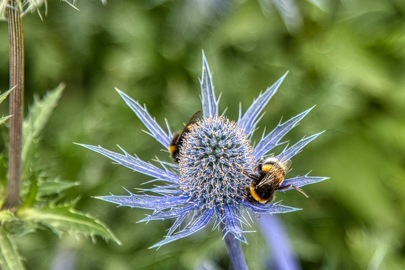 Thistle Bees