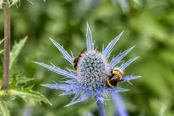 Thistle Bees by belindacarr