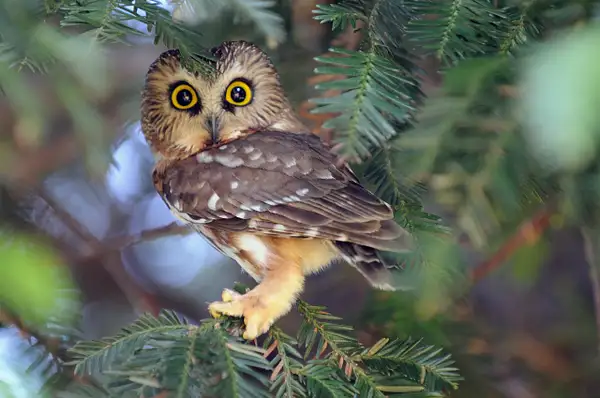 Owls by Rebecca Houseman