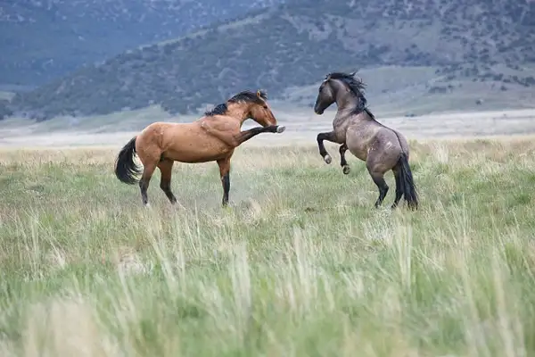 Wild Horses of Unaqui by Rebecca Houseman