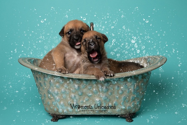 Fruit Puppies 3Weeks-3258-Edit - Moments Unleashed by Sherri Krams Photography