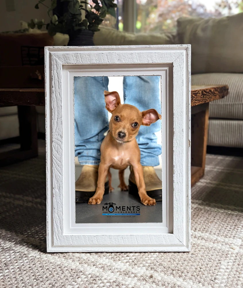 chihuhua-pup-headtilt-jeans-white-handmade-frame