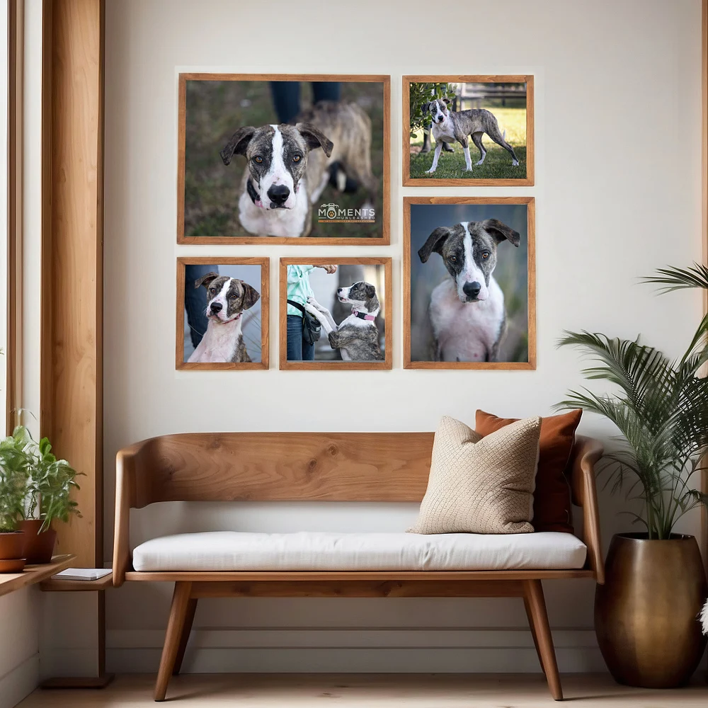 5-photos-framed-on-wall-dog-portrait