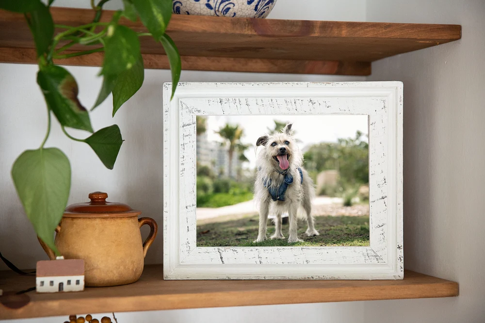 White frame with scruffy dog
