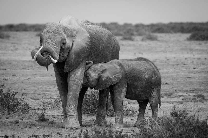 Safari - Amboseli NP - Kenya