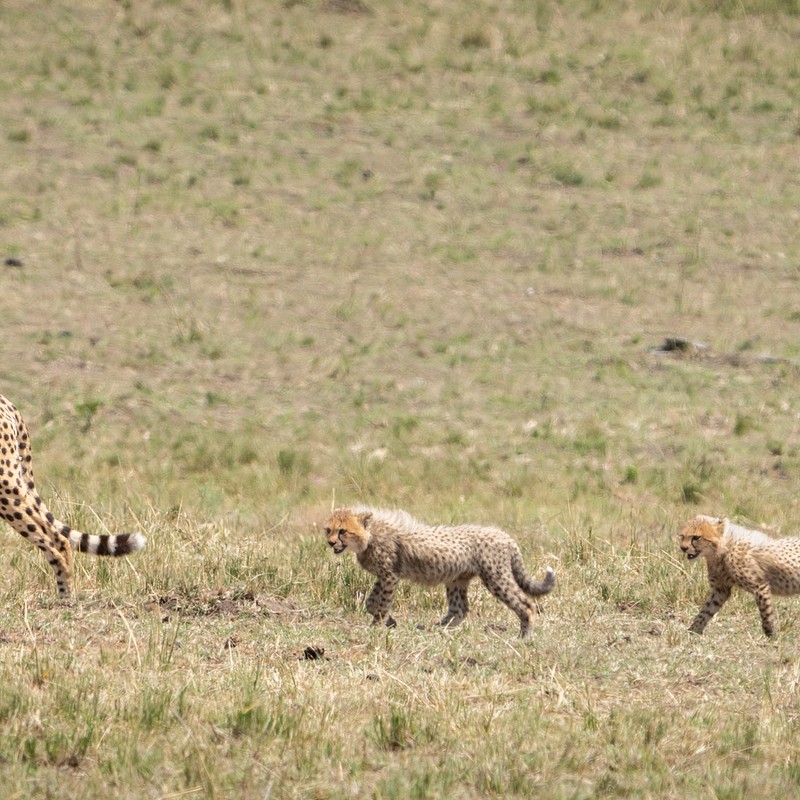 Safari - Massai Mara - Kenya
