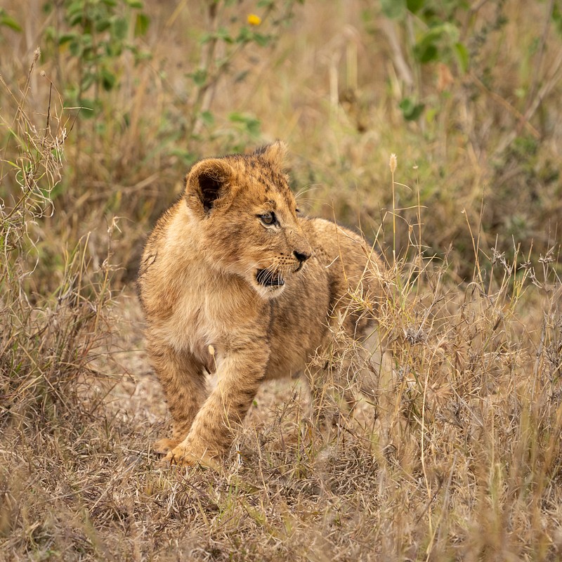 Safari - Nairobi NP - Kenya
