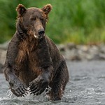 2023-08 Alaska Bears