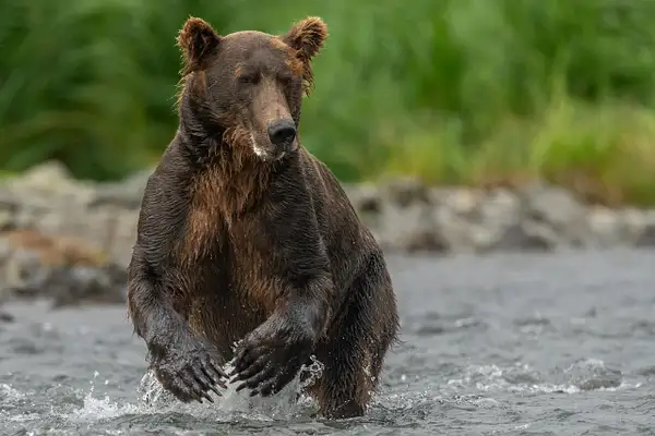 2023-08 Alaska Bears by David Pitts