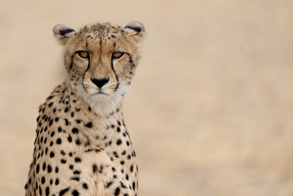 SA109592