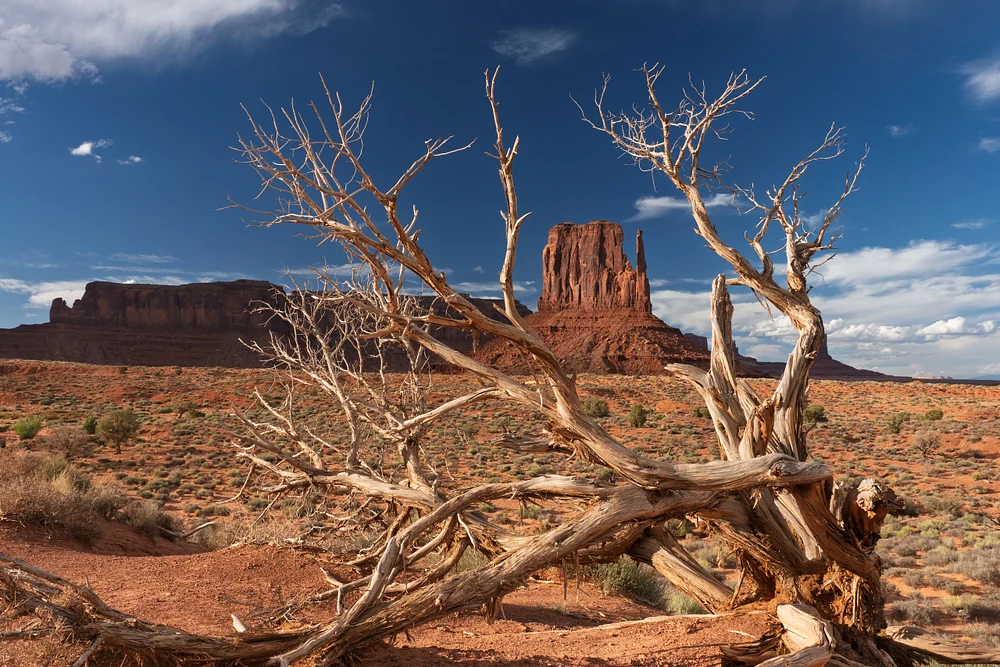 Deadwood in Monument Valley