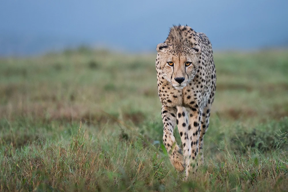 Cheetah eye contact