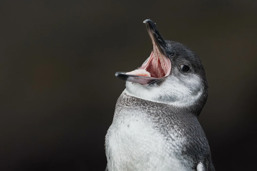 Penguin
