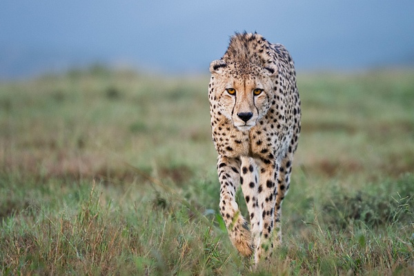 Cheetah eye contact - Portfolio - David Pitts Photographer