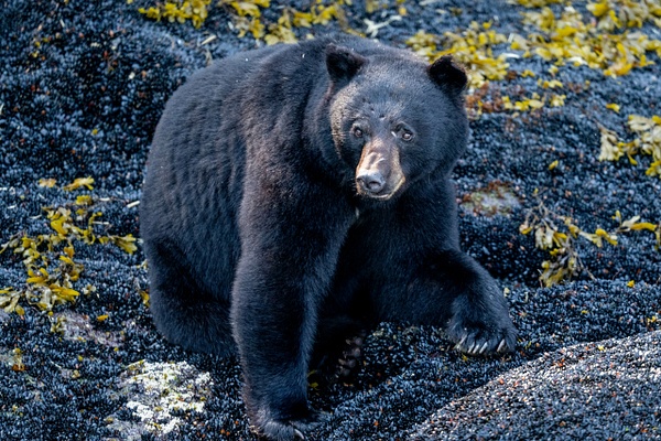 SA205764.jpg - 2023-06 Nanook Lodge - David Pitts Photographer