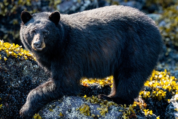 SA204712.jpg - 2023-06 Nanook Lodge - David Pitts Photographer